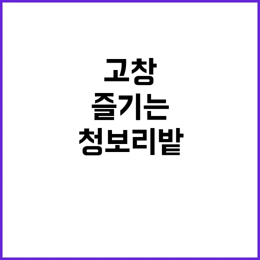 고창 청보리밭을 즐…