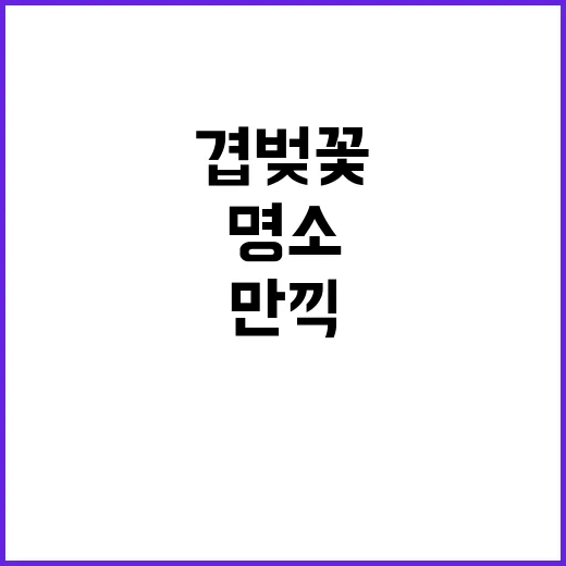 겹벚꽃의 매력을 만…
