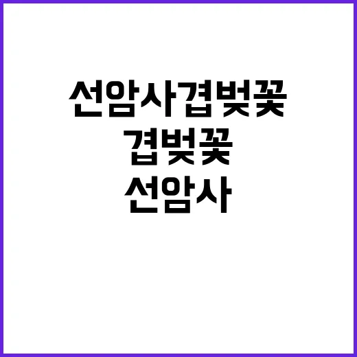 선암사 겹벚꽃을 만…