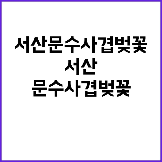 서산 문수사 겹벚꽃…