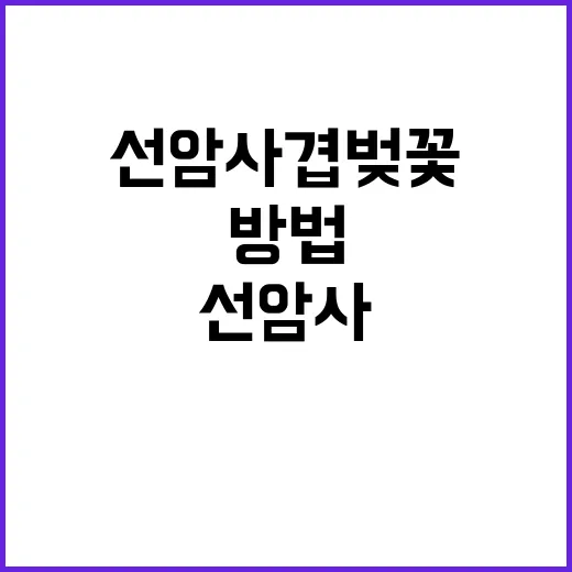 선암사 겹벚꽃을 즐…