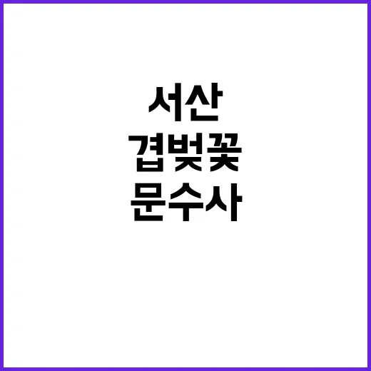 서산 문수사 겹벚꽃…