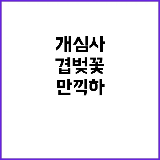 개심사의 겹벚꽃을 …