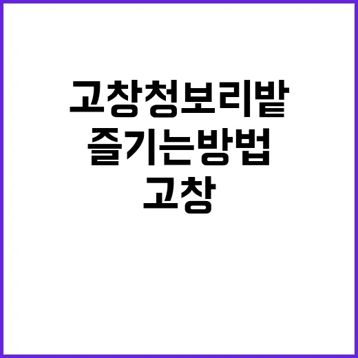 고창 청보리밭을 완…
