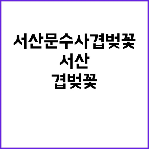 서산 문수사 겹벚꽃…
