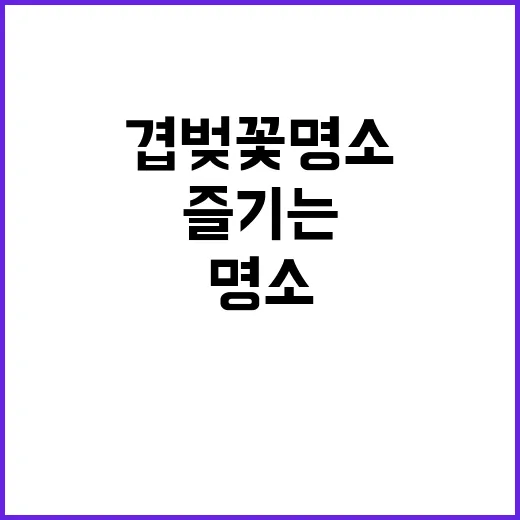 한국에서 겹벚꽃 명…