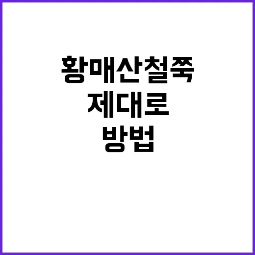 황매산 철쭉을 제대…