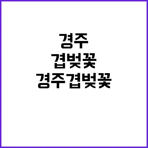 경주 겹벚꽃을 즐기…