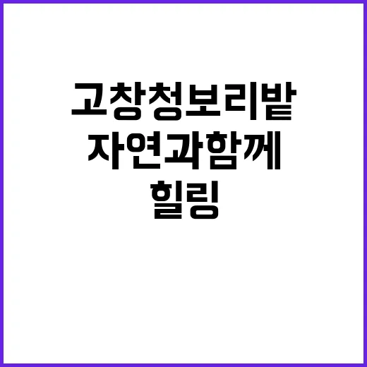 고창 청보리밭을 즐…