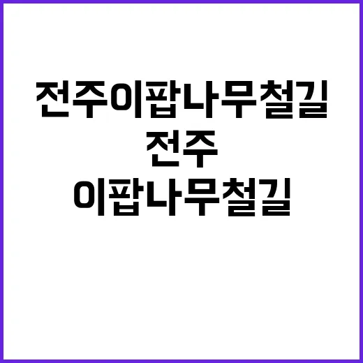 전주 이팝나무 철길을 만끽하는 방법