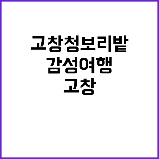 고창 청보리밭에서 …