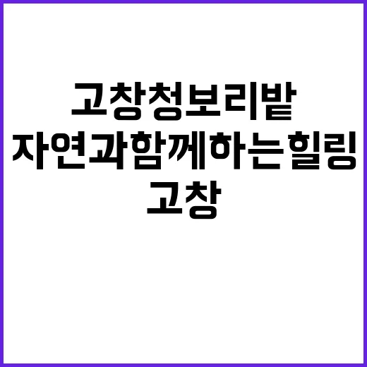 고창 청보리밭을 여행하는 방법: 자연과 함께하는 힐링 시간