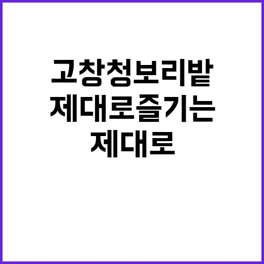 고창 청보리밭을 제대로 즐기는 방법