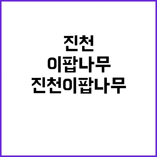 진천 이팝나무길을 제대로 즐기는 방법