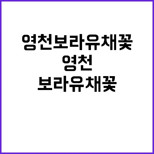 영천 보라유채꽃을 만끽하는 방법