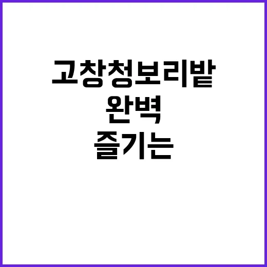 고창 청보리밭을 완벽하게 즐기는 방법