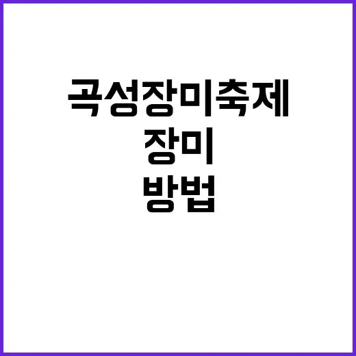 곡성 장미축제에서 즐길 수 있는 방법