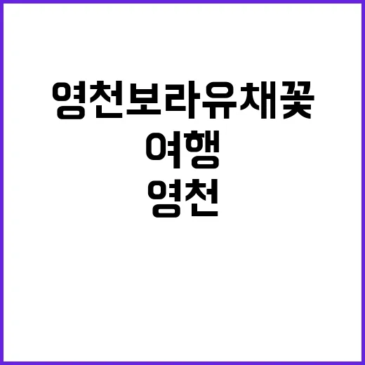 영천 보라유채꽃을 즐기는 방법: 감성적인 봄 여행 계획하기