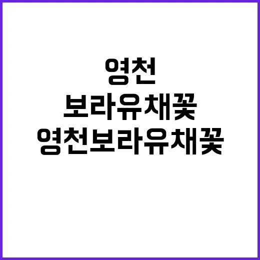 영천 보라유채꽃을 …