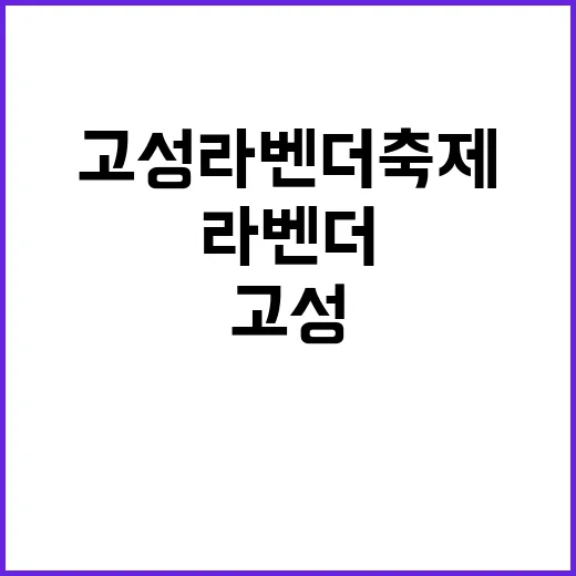 향기로운 경험을 원한다면? 고성 라벤더축제 즐기는 방법