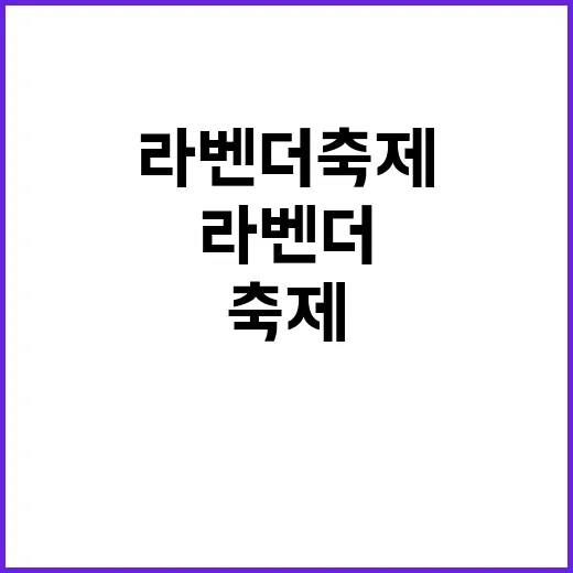 라벤더 향기에 취하다: 라벤더 축제 즐기는 방법