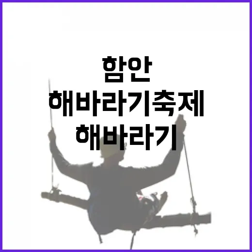 햇살 가득한 함안 해바라기축제 즐기기 - 요약