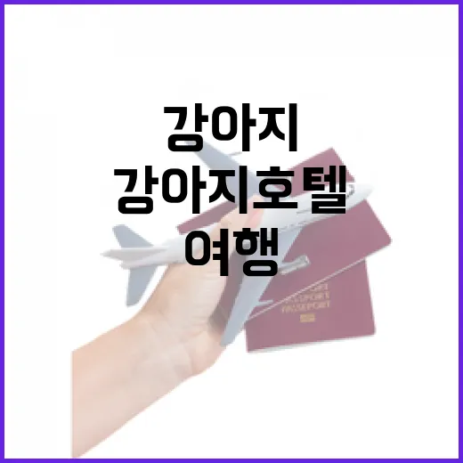 강아지호텔 맡기고 동네 여행을 다녀와봤더니, 마음이 덜 흔들렸던 이유 - 요약