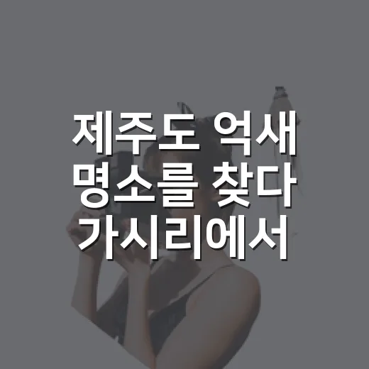 제주도 억새 명소를 찾다 가시리에서 천천히 걸었다 - 요약