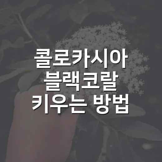 콜로카시아 블랙코랄 키우는 방법, 검은 잎을 오래 유지하려면 이렇게 - 요약
