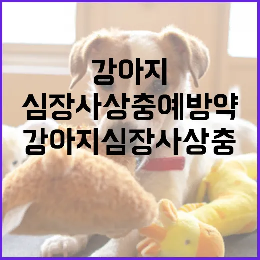 강아지 심장사상충 예방약 선택하는 방법 - 요약