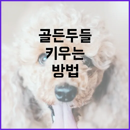 골든두들을 행복하게 키우는 방법 - 요약