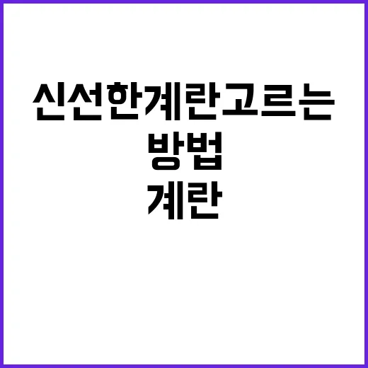신선한 계란 고르는 방법과 유통기한의 진실 - 요약