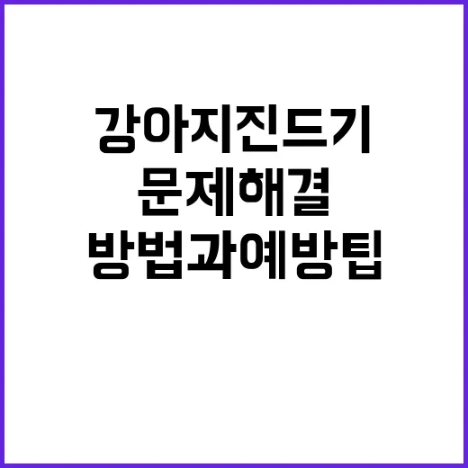 강아지 진드기 문제: 해결하는 방법과 예방 팁 - 요약
