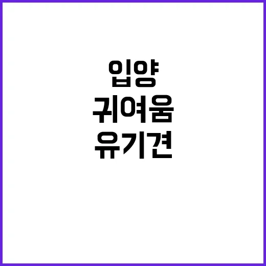 유기견입양을 직접 준비해봤더니, 귀여움보다 먼저 보인 현실들 - 요약