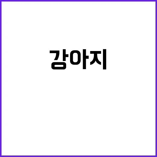 강아지용품 직접 사봤더니, 꼭 필요했던 것과 괜히 샀던 것들 - 요약