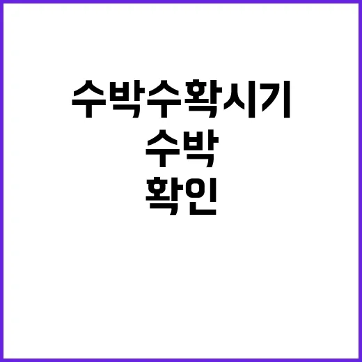 수박 수확시기 헷갈려서 밭에서 직접 확인해봤더니 - 요약