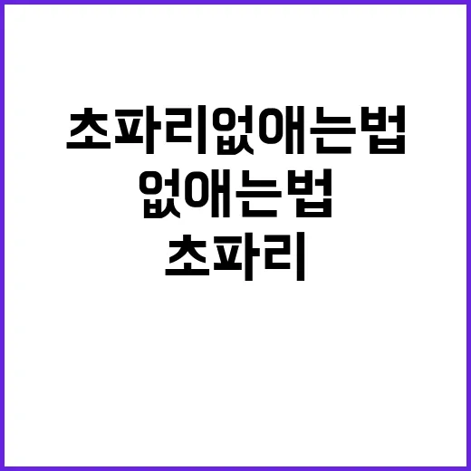 초파리 없애는법 직접 해봤더니, 제일 먼저 버려야 할 건 따로 있었다 - 요약
