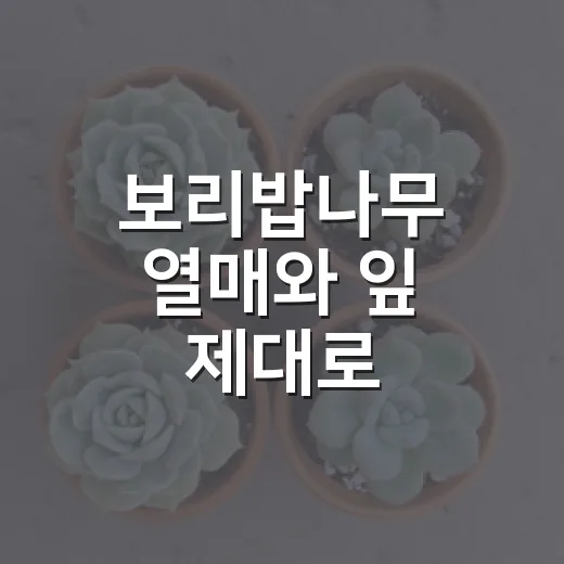 보리밥나무 열매와 잎 제대로 구분하는 방법 - 요약