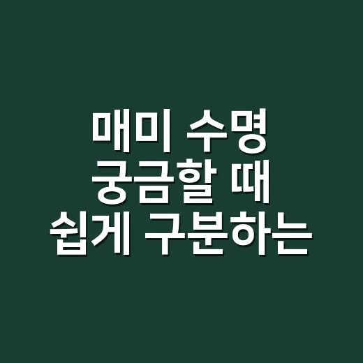 매미 수명 궁금할 때 쉽게 구분하는 방법 - 요약