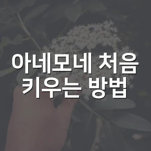 아네모네 처음 키우는 방법, 구근 심기부터 꽃 오래 보는 요령까지 - 요약