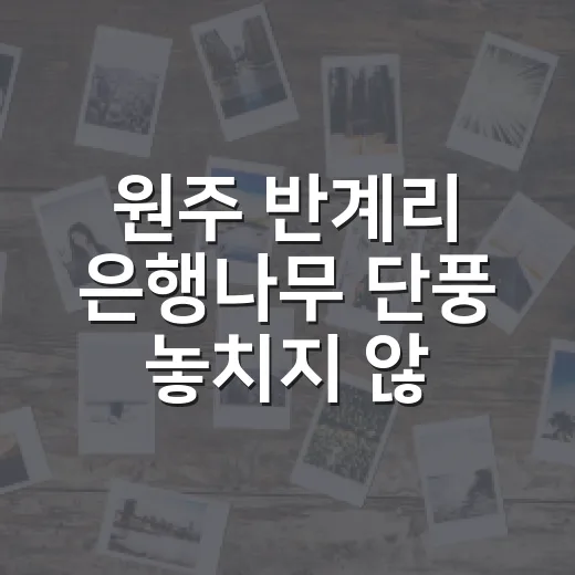 원주 반계리 은행나무 단풍 놓치지 않고 보는 방법 - 요약