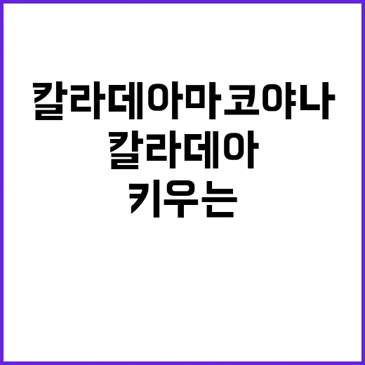 칼라데아 마코야나 키우는 방법: 초보자도 쉽게 시작하기 - 요약