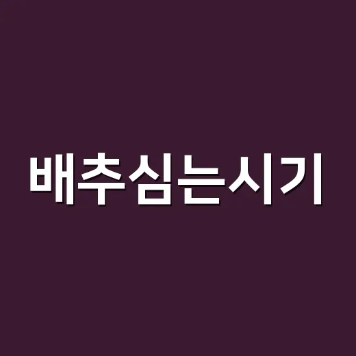 배추심는시기, 봄배…