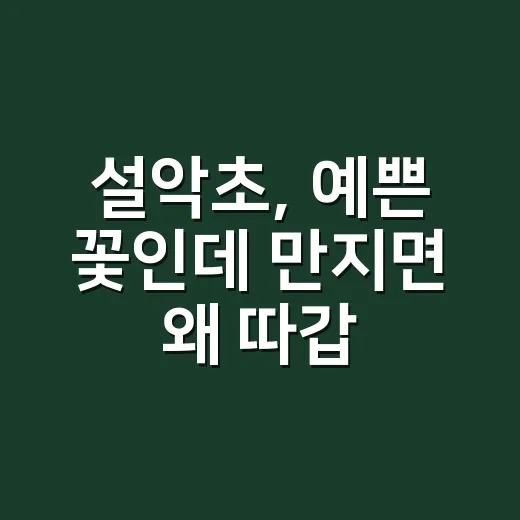 설악초, 예쁜 꽃인데 만지면 왜 따갑고 눈이 아플까요? - 요약
