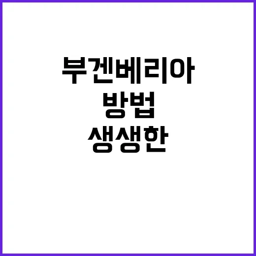 부겐베리아를 키우는 방법: 생생한 컬러를 집안에 - 요약