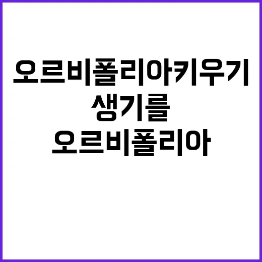 오르비폴리아 키우기: 실내 정원에 생기를 더하는 방법 - 요약