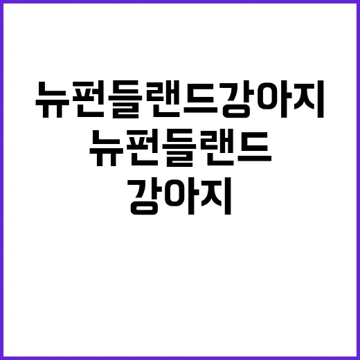 뉴펀들랜드 강아지 키우려면 이렇게 준비하면 좋아요 - 요약