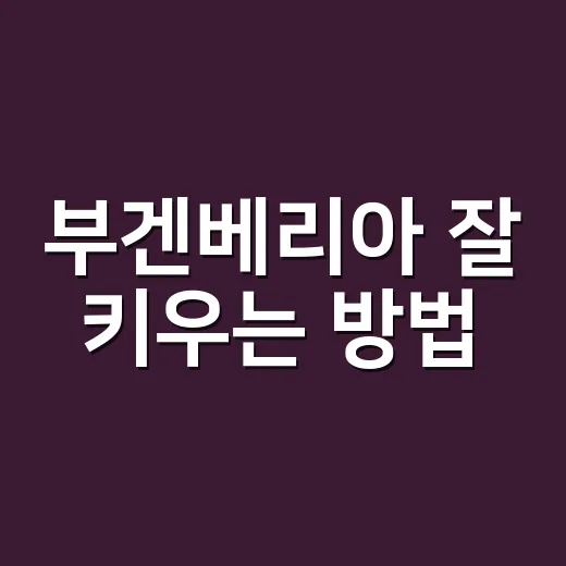 부겐베리아 잘 키우는 방법, 꽃이 오래 피게 하려면 이렇게 관리하세요 - 요약