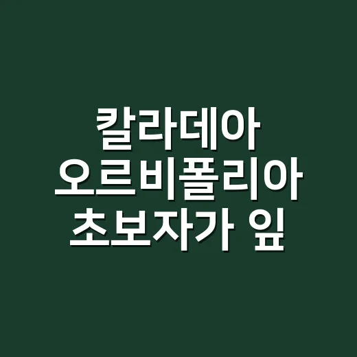 칼라데아 오르비폴리아 초보자가 잎 끝 마름 없이 키우는 방법 - 요약