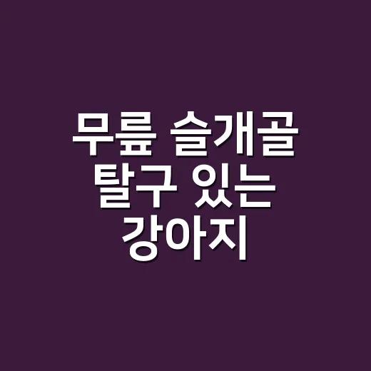 무릎 슬개골 탈구 있는 강아지, 집에서 악화 막는 방법 - 요약